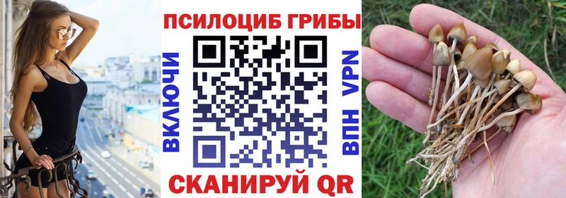 купить наркотики цена  Сорочинск  Псилоцибиновые грибы MAGIC MUSHROOMS 
